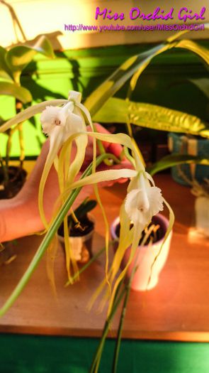 Brassavola Cucullata Fireworks; Parfumata - intens, Regina Noptii
