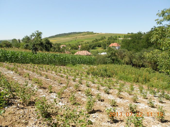 Coacazul negru din gradina; Mica colec%u021Bie de soiuri de coac%u0103z negru
