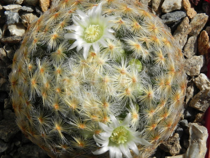 Mammillaria schiedeana - cactusi 2013
