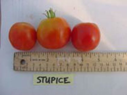 Stupice