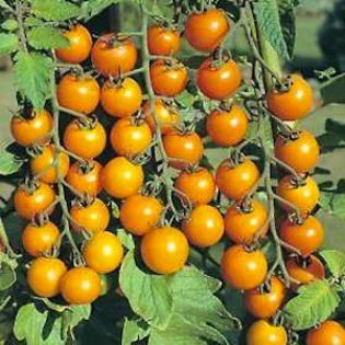 sun gold cherry