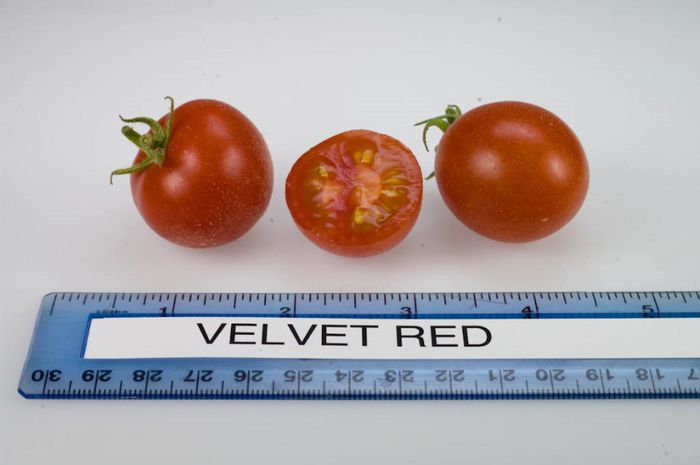 Velvet_Red - ROSII seminte