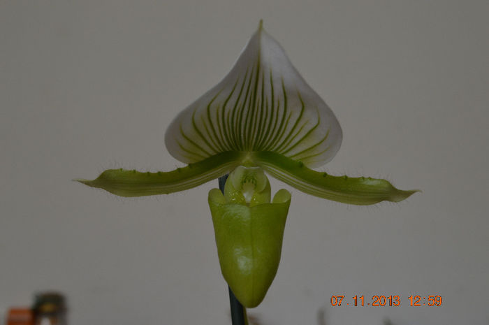 DSC_0155 - Paphiopedilum