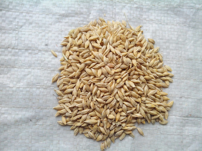 Orzoaica - C-Cereale