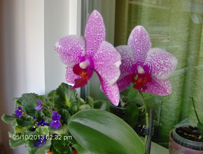 07.11.13 - Orhidee Phalaenopsis