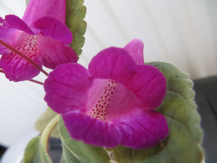 xSmithicodonia Heartland s Joy - gesneriaceae