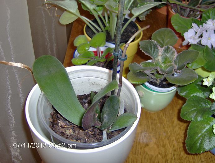 De la keiki la inflorire 07.11.13 - Orhidee Phalaenopsis