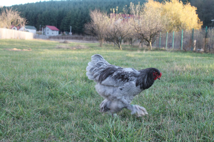 Brahma Albastru 2013; Brahma Albastru 2013  - poze Noiembrie
