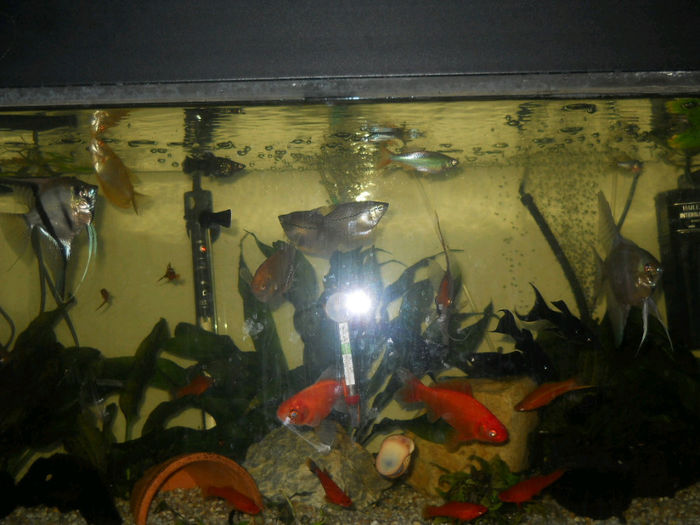 acvariu meu 026