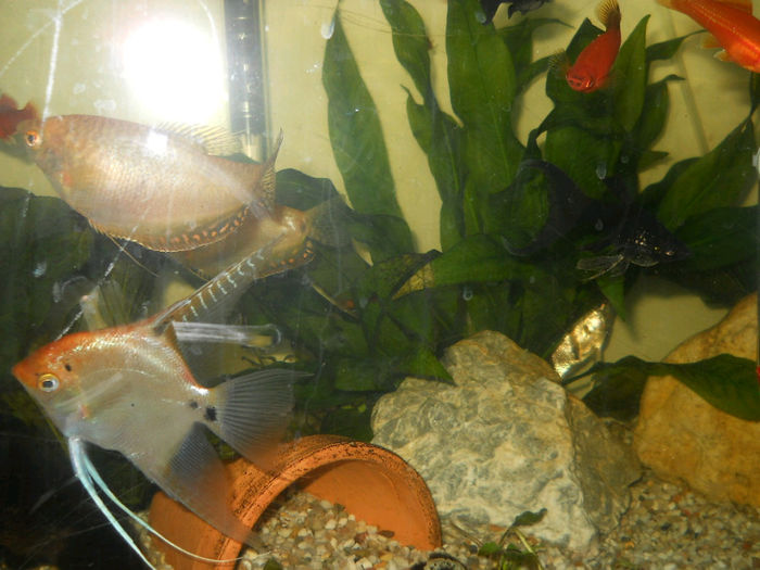 acvariu meu 032