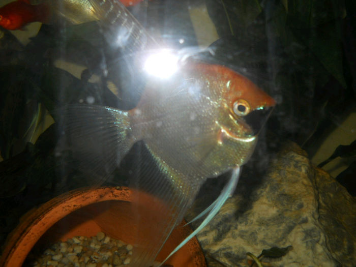 acvariu meu 035
