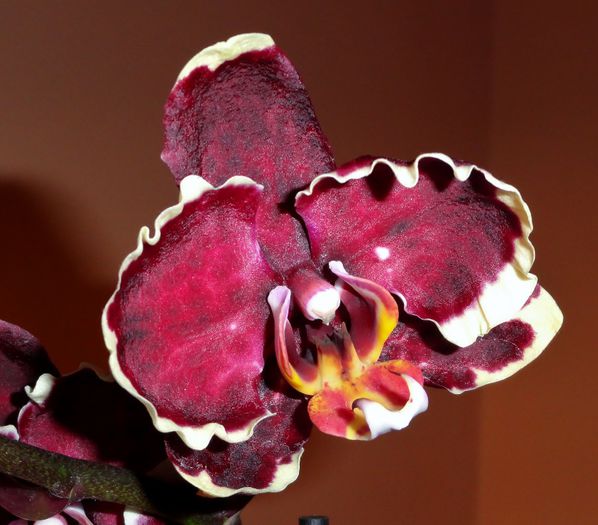  - Orhidee Phalaenopsis