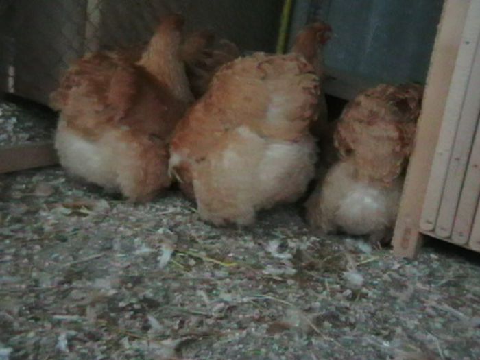  - G ORPINGTON GALBEN