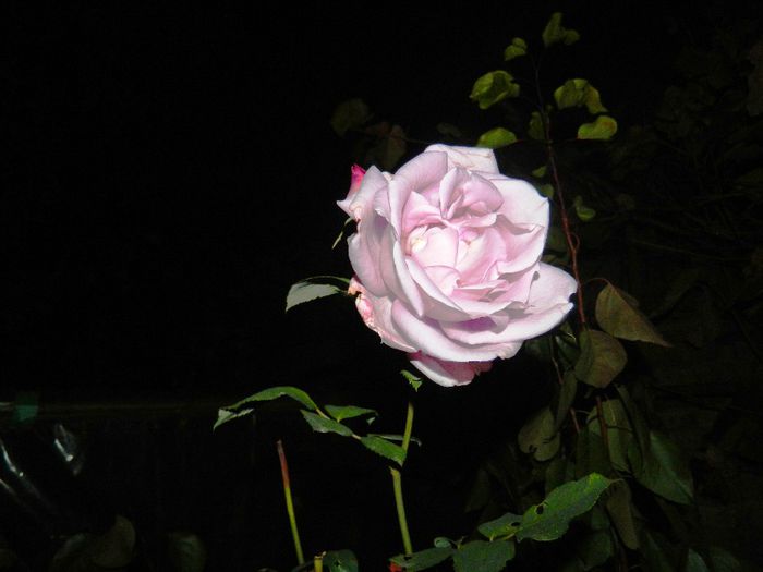 DSCN7287
