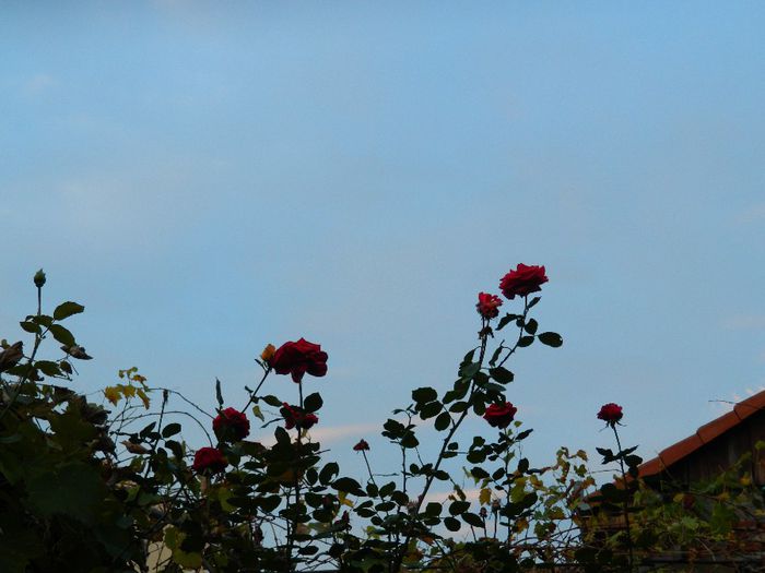 DSCN7318
