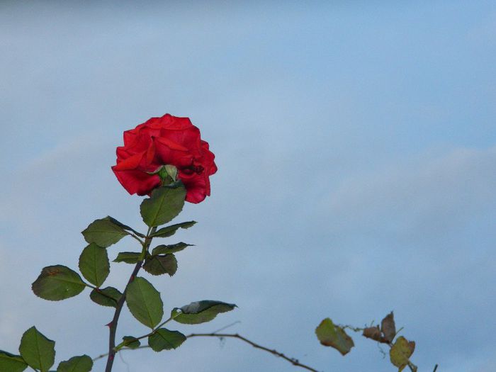 DSCN7324