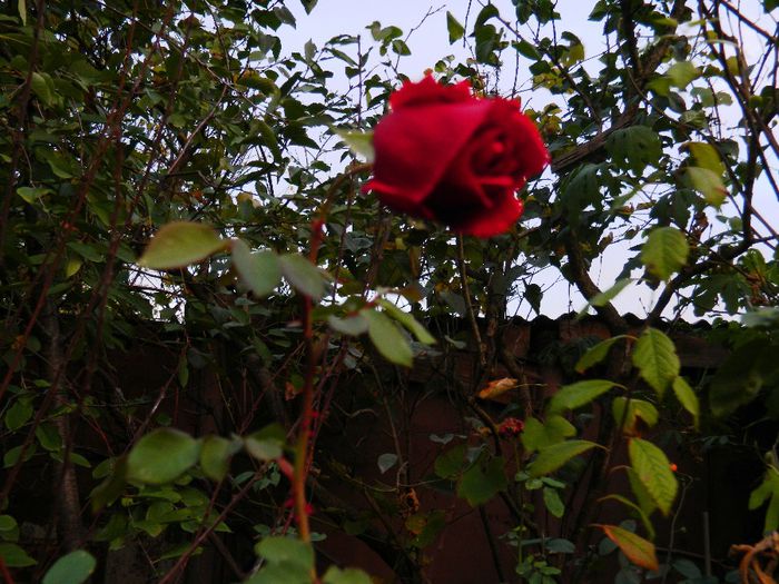DSCN7348