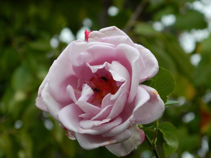 DSCN7430