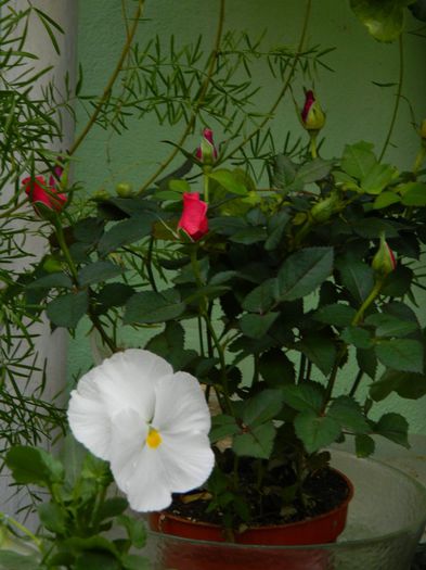 DSCN7477