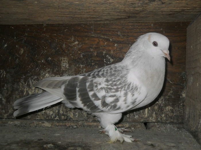 sa agatat cu inelu de o colivie si am gasito moarta