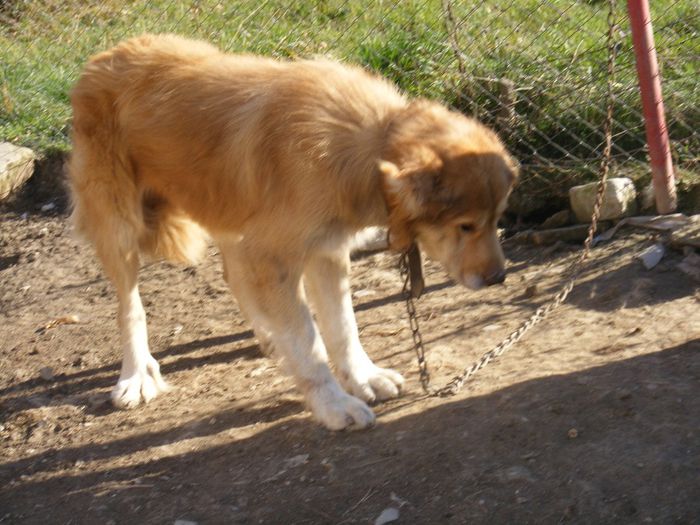 CARANGIU CIOBANESC , CAINE CUMPARAT DE LA STANA VARSTA 8 ANI - caini tot din zona mea