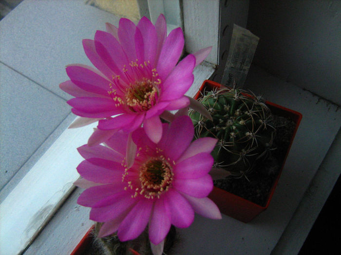 Pozele mele 070 - cactusii mei
