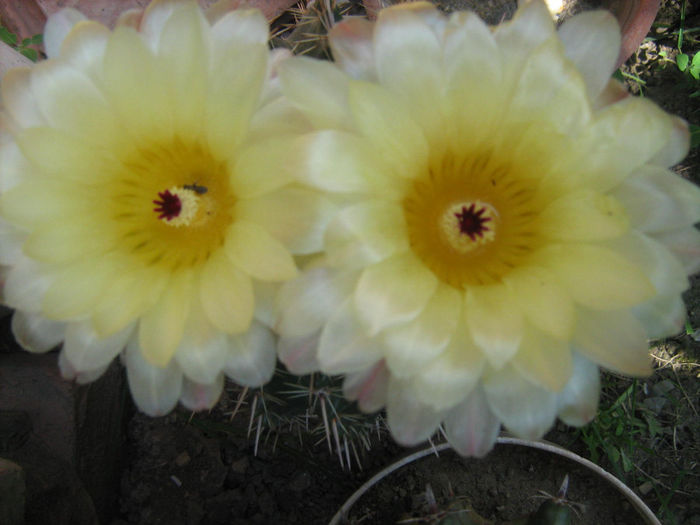 Pozele mele 123 - cactusii mei