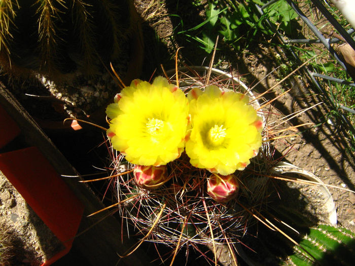 Pozele mele 200 - cactusii mei