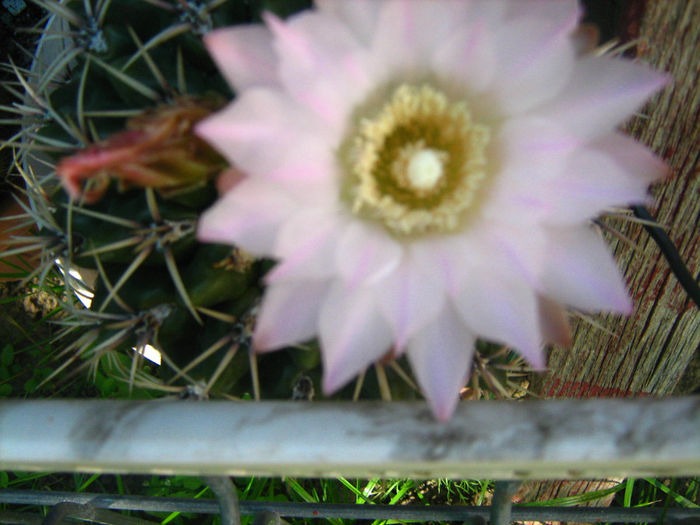 Pozele mele 097 - cactusii mei