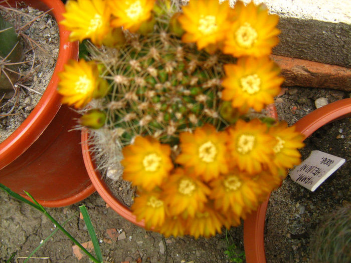 Pozele mele 143 - cactusii mei