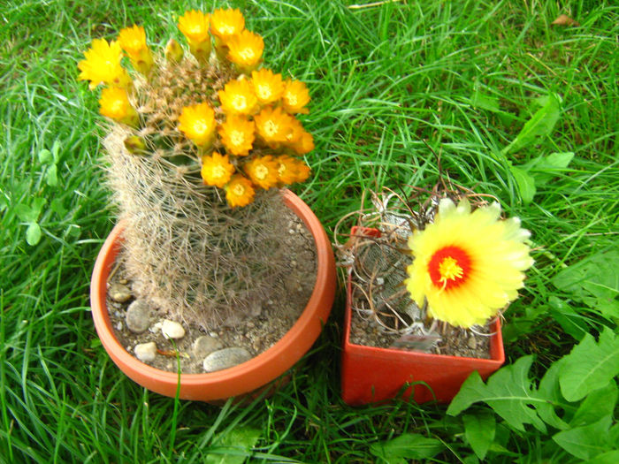Pozele mele 139 - cactusii mei