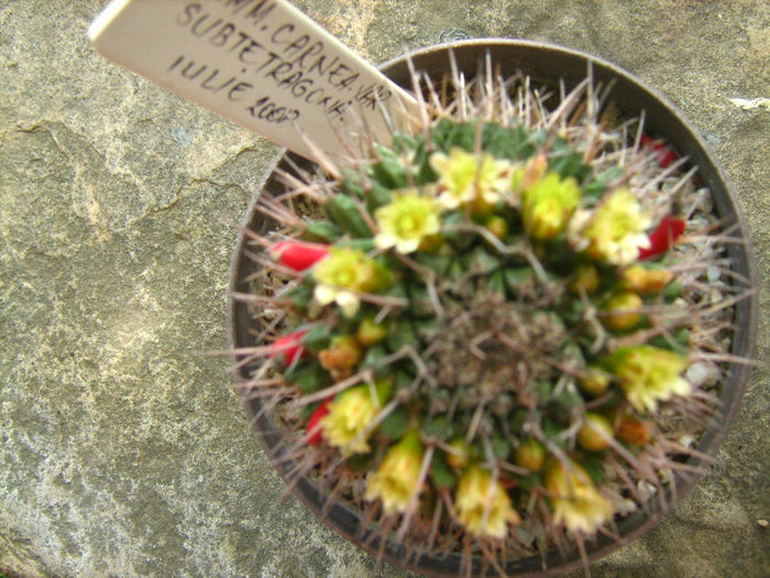 Pozele mele 111 - cactusii mei