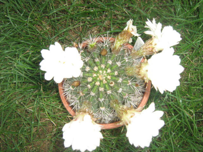 Pozele mele 219 - cactusii mei