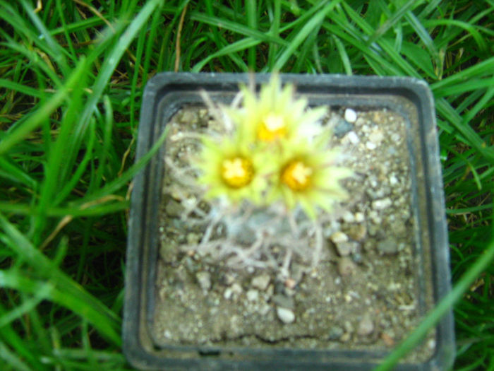 Pozele mele 170 - cactusii mei