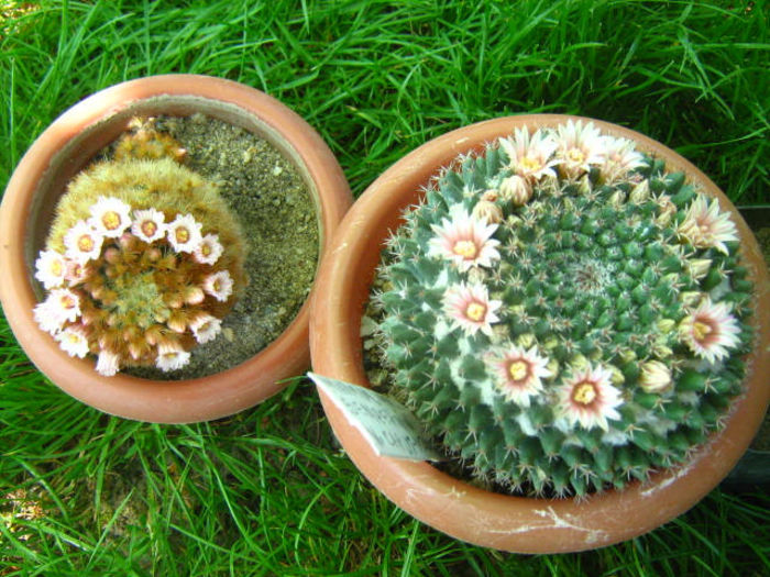 Pozele mele 022; MAMMILLARIA  INFLORITE
