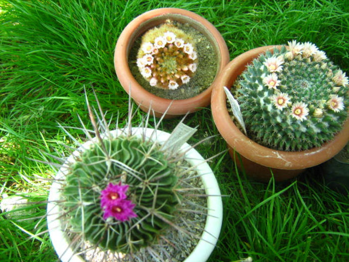 Pozele mele 024 - cactusii mei