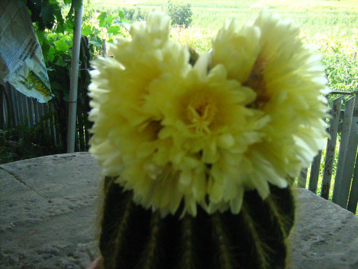 PARODIA CLAVICEPS - cactusii mei