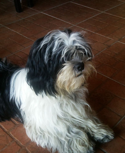 Boc latos sibiel dec 2010