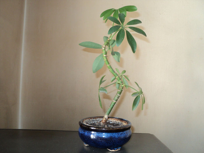 seflera - BONSAI