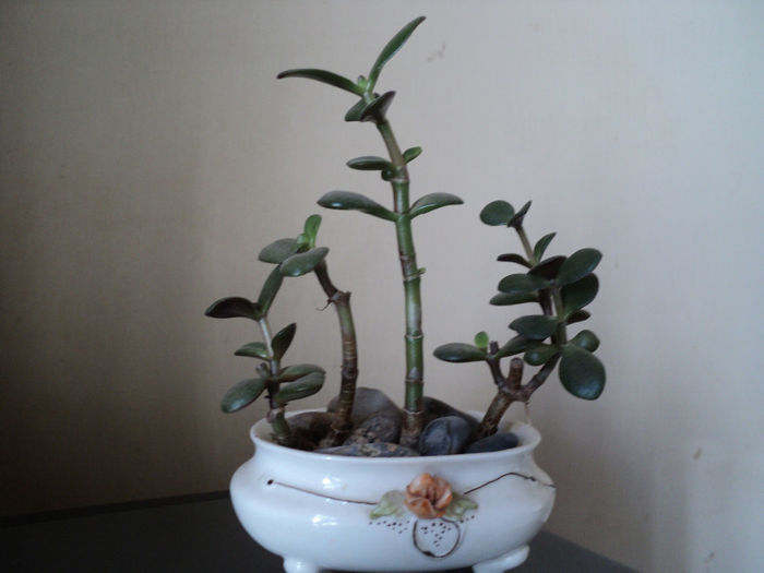 crassula - BONSAI