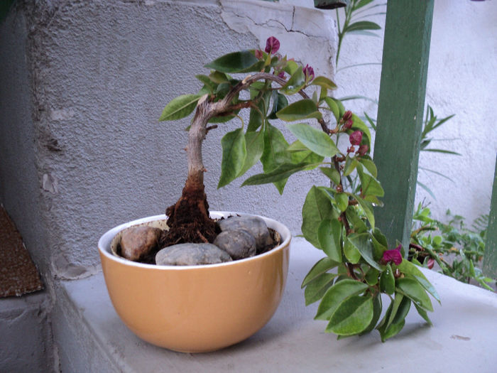 bouga - BONSAI