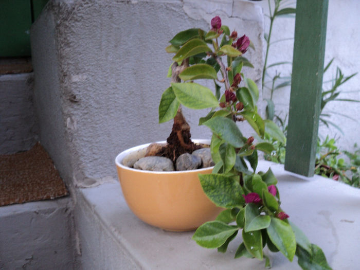 bouga - BONSAI