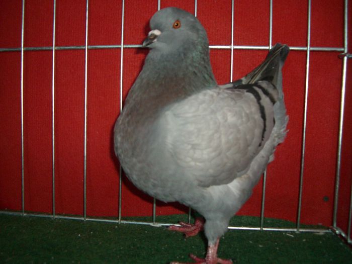 De vanzare 2013 497 - KING -2013