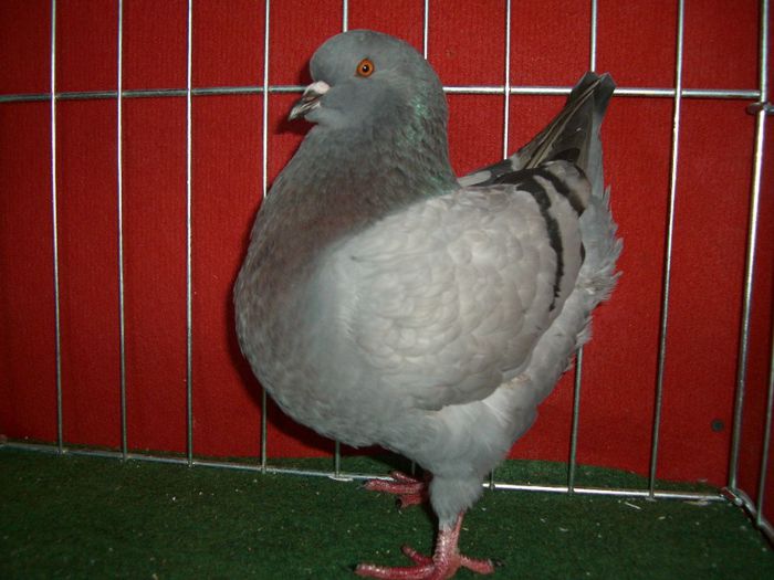 De vanzare 2013 498 - KING -2013