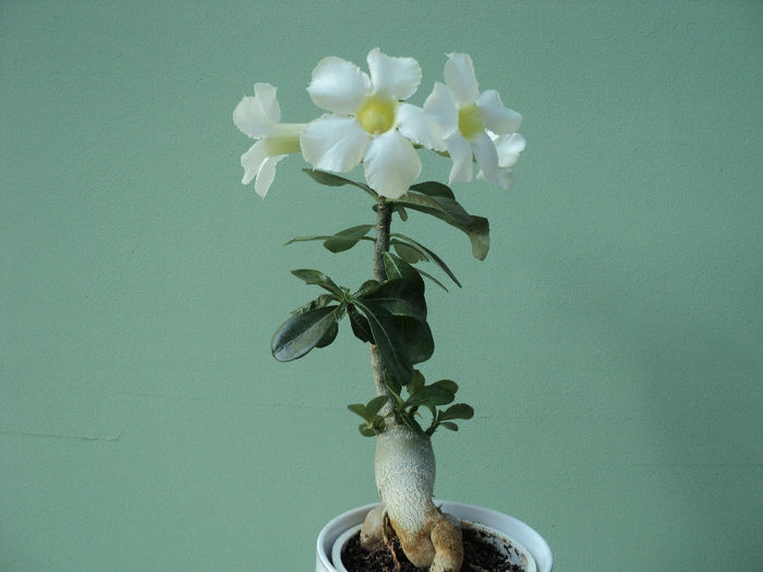 adenium - BONSAI