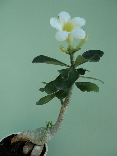 adenium 2011