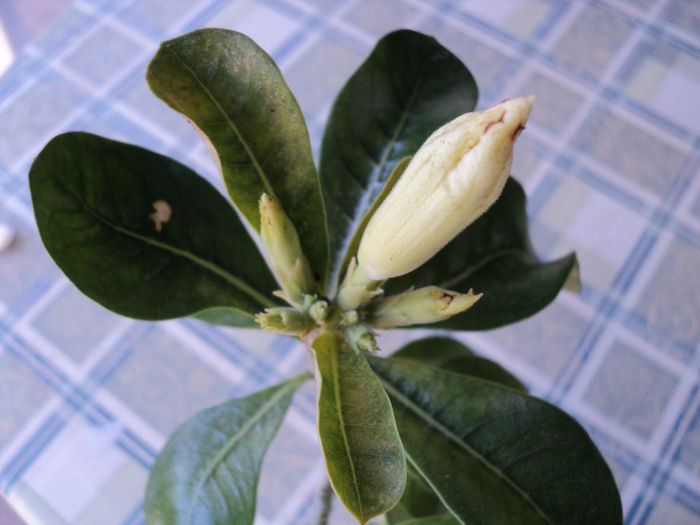 primul boboc , vara 211 - ADENIUM