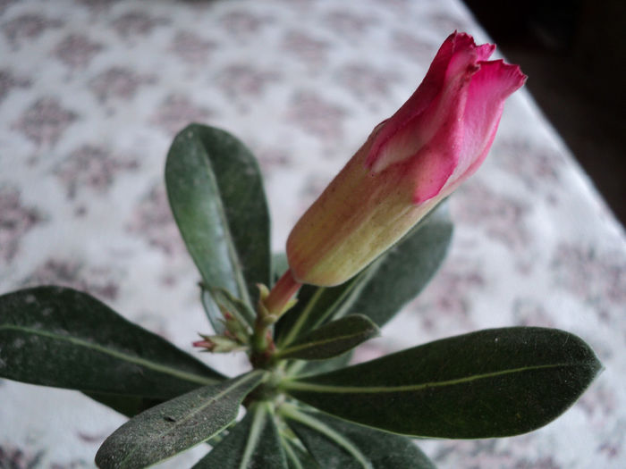 2011 - ADENIUM