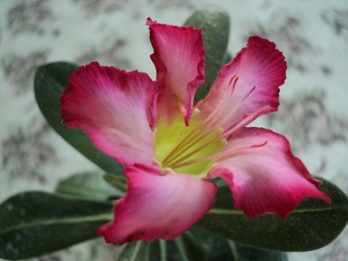  - ADENIUM