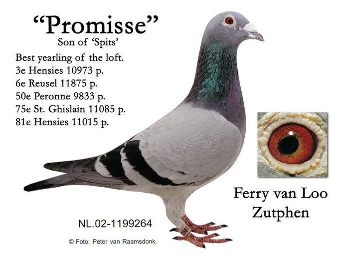 Promisse-02-1199264; FERRY VAN LOO
